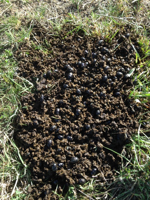 Due diligence para un proyecto de manejo ganadero holístico