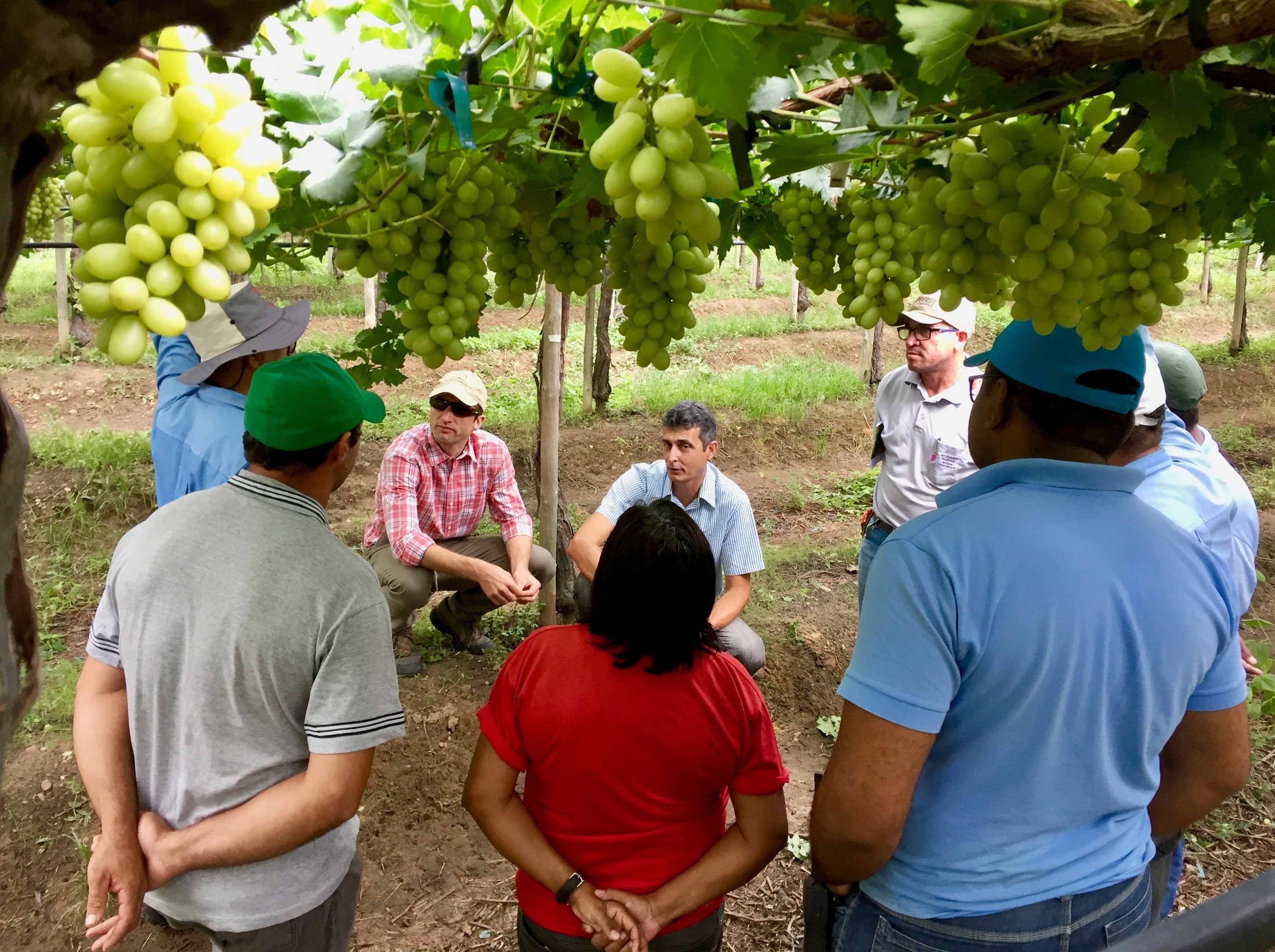 Reestructuración de un proyecto agrícola de uvas de mesa
