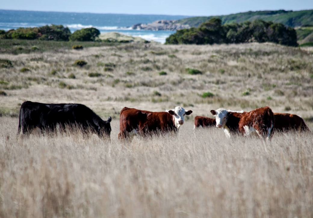 Due diligence para un proyecto de manejo ganadero holístico