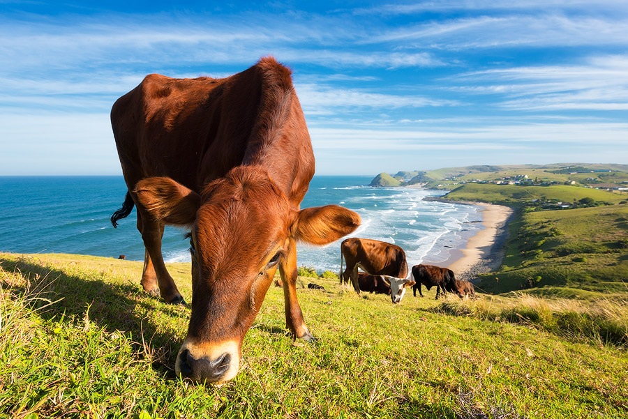 Due diligence para un proyecto de manejo ganadero holístico