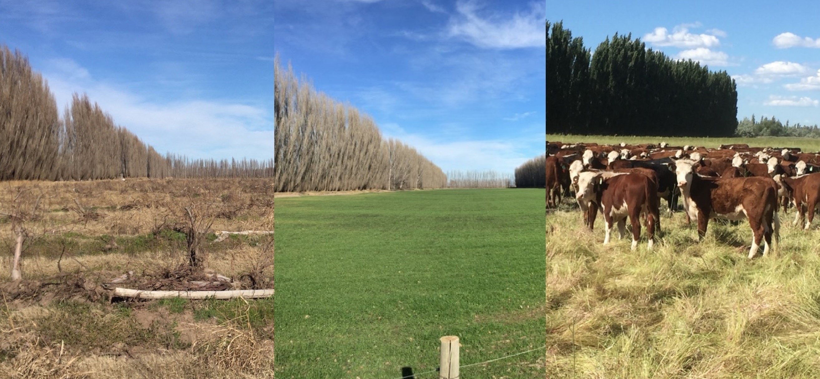 Diversificación en la producción de frutas en Argentina