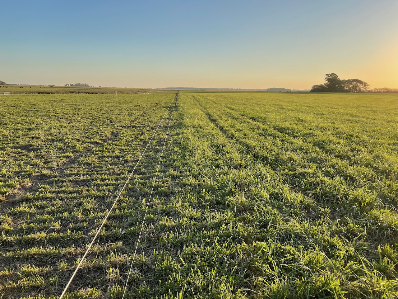 Gestion holistique du pâturage en Argentine