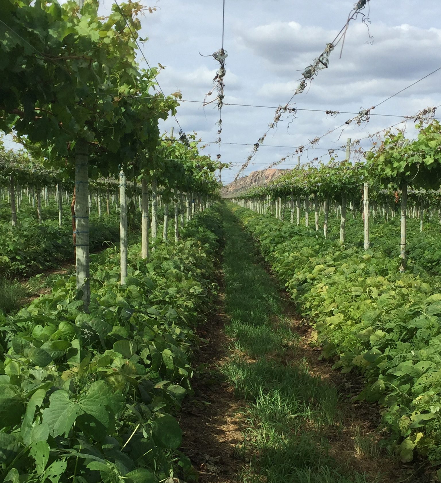 Reestructuración de un proyecto agrícola de uvas de mesa