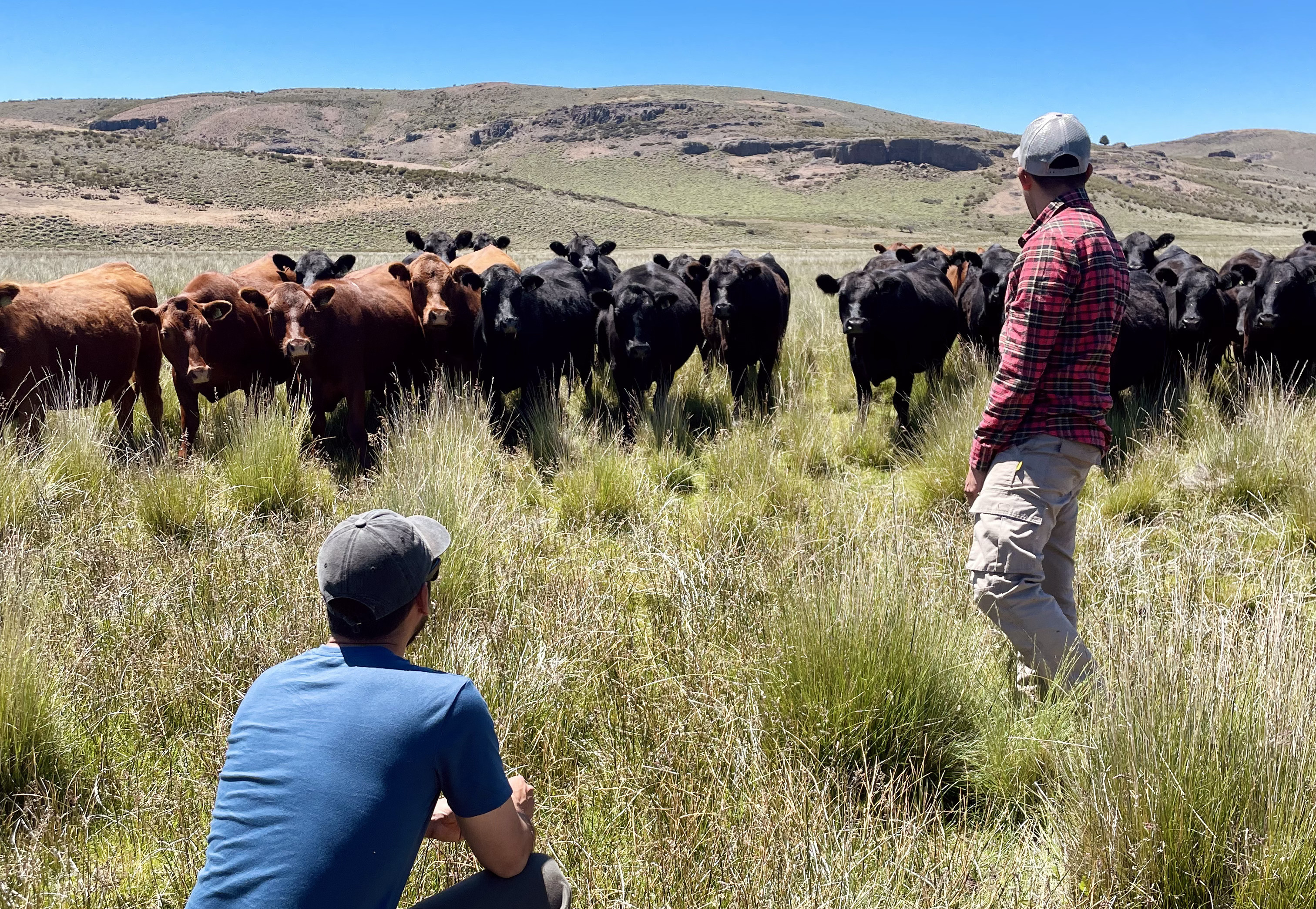 Land Restoration Project in Patagonia, Argentina