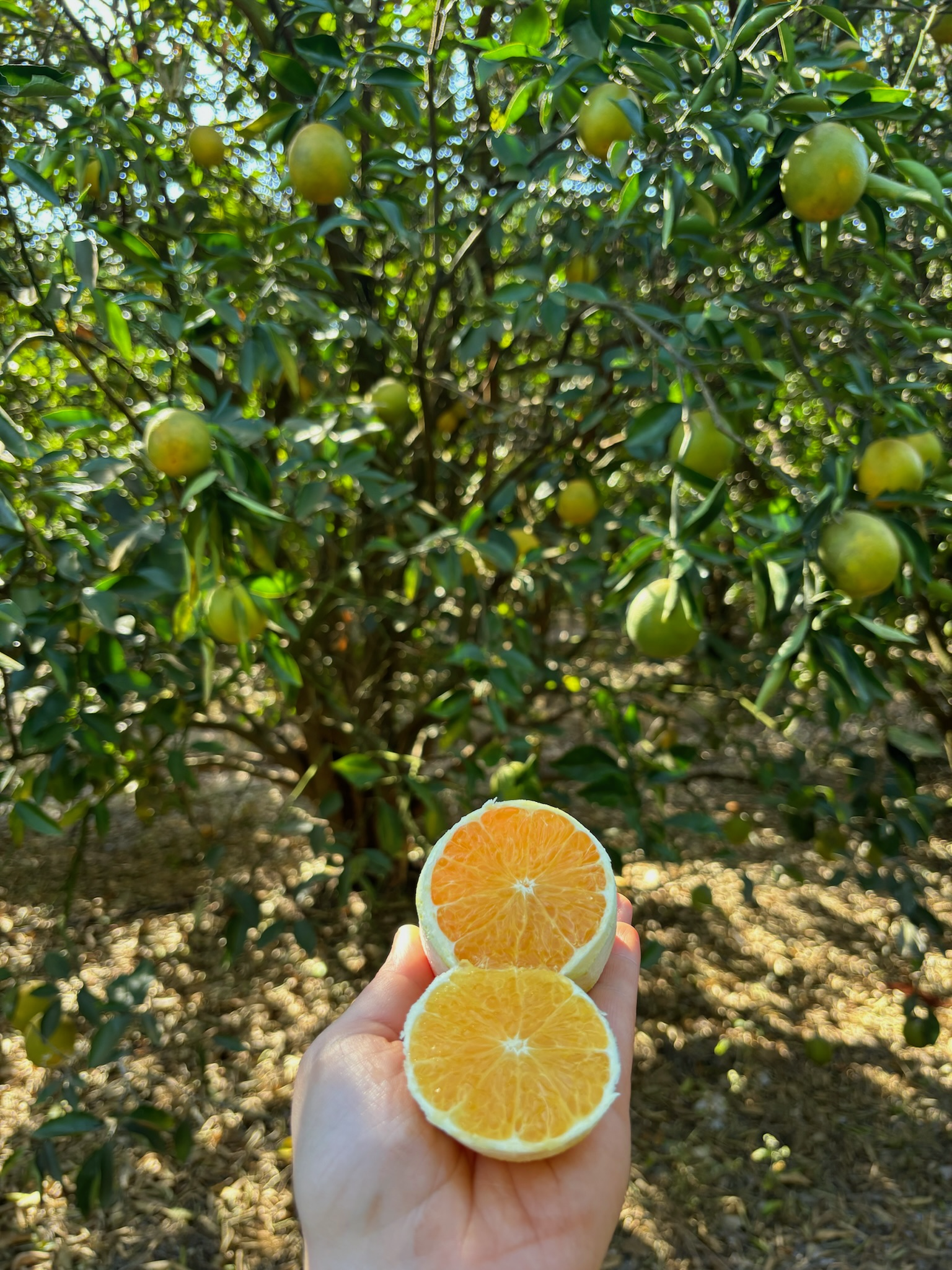 Regenerative Citrus Pilot Programme in Brazil