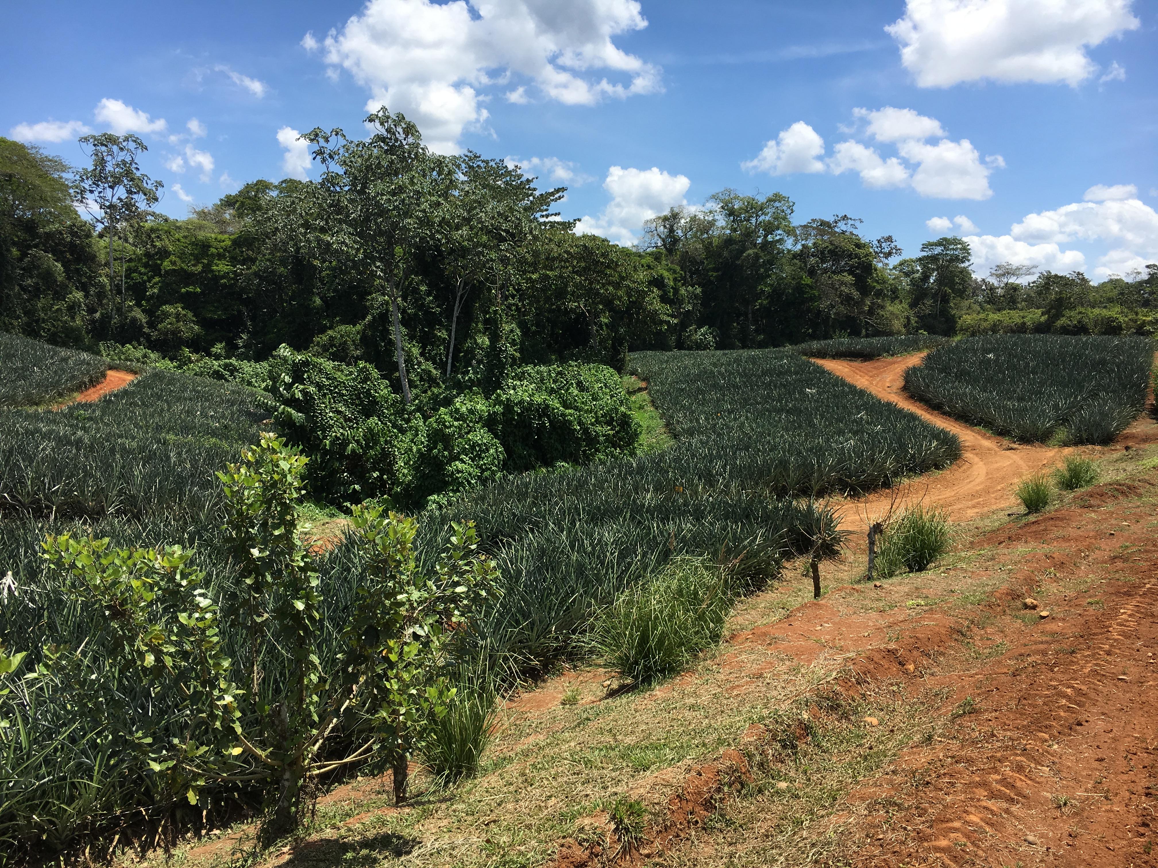 General management of an international farming business