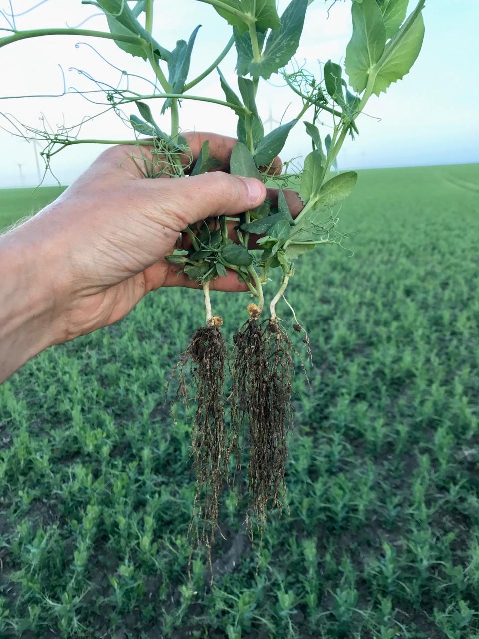 Estrategias de conservación del agua durante la sequía en Western Cape