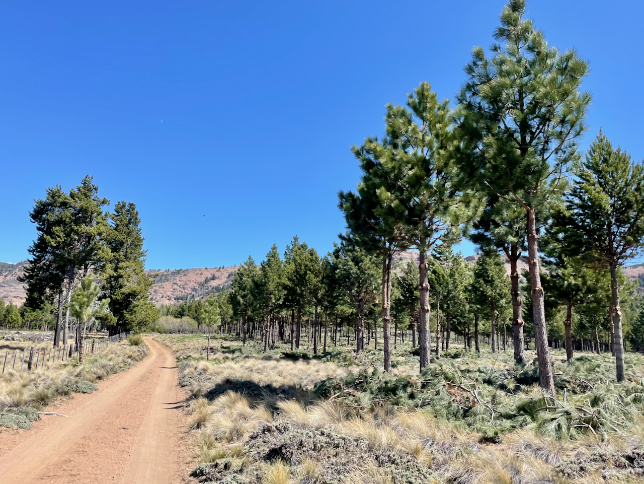Land Restoration Project in Patagonia, Argentina