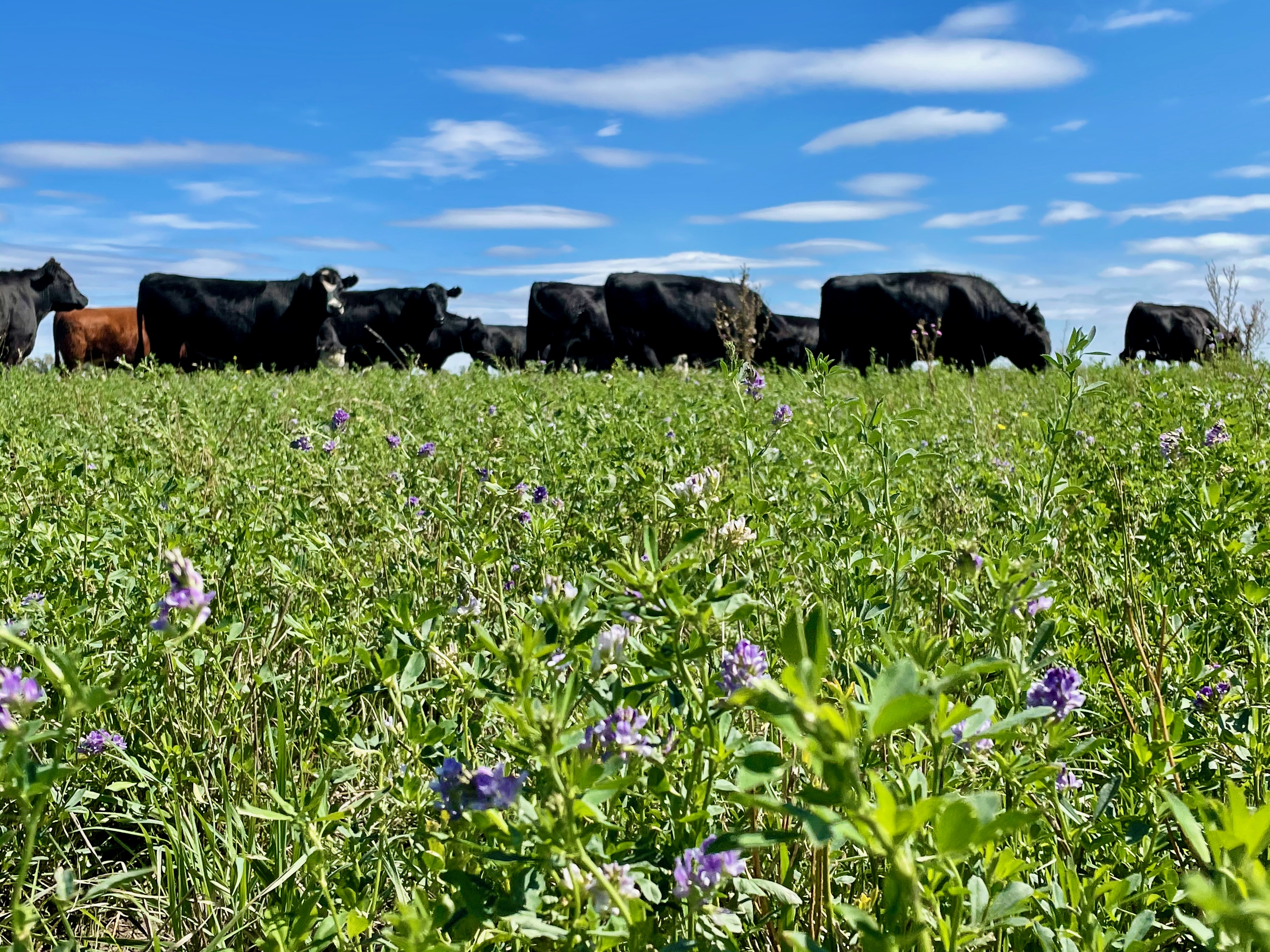 Regenerative transition strategies in Latin America