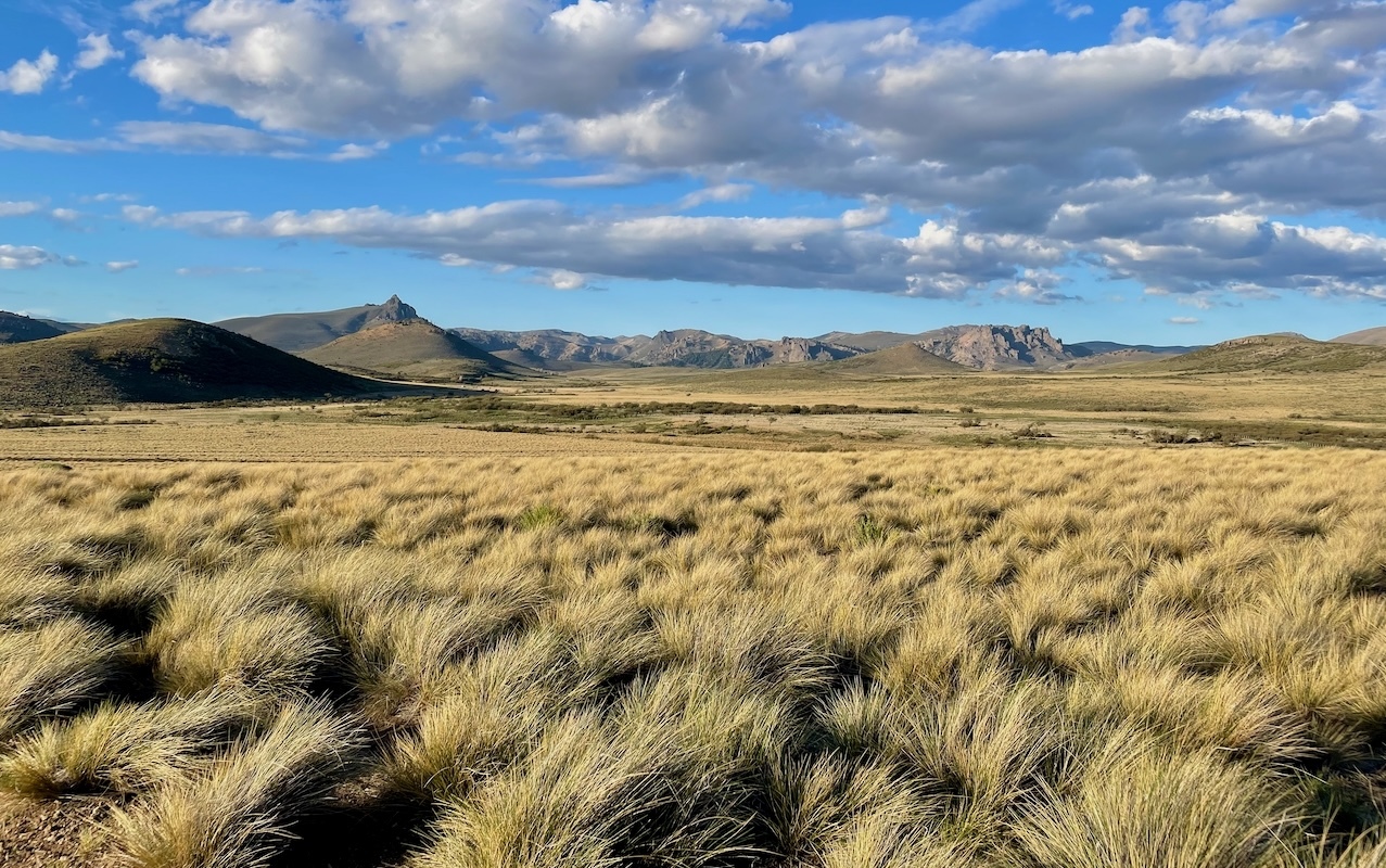 Proyecto de Restauración en la Patagonia Argentina