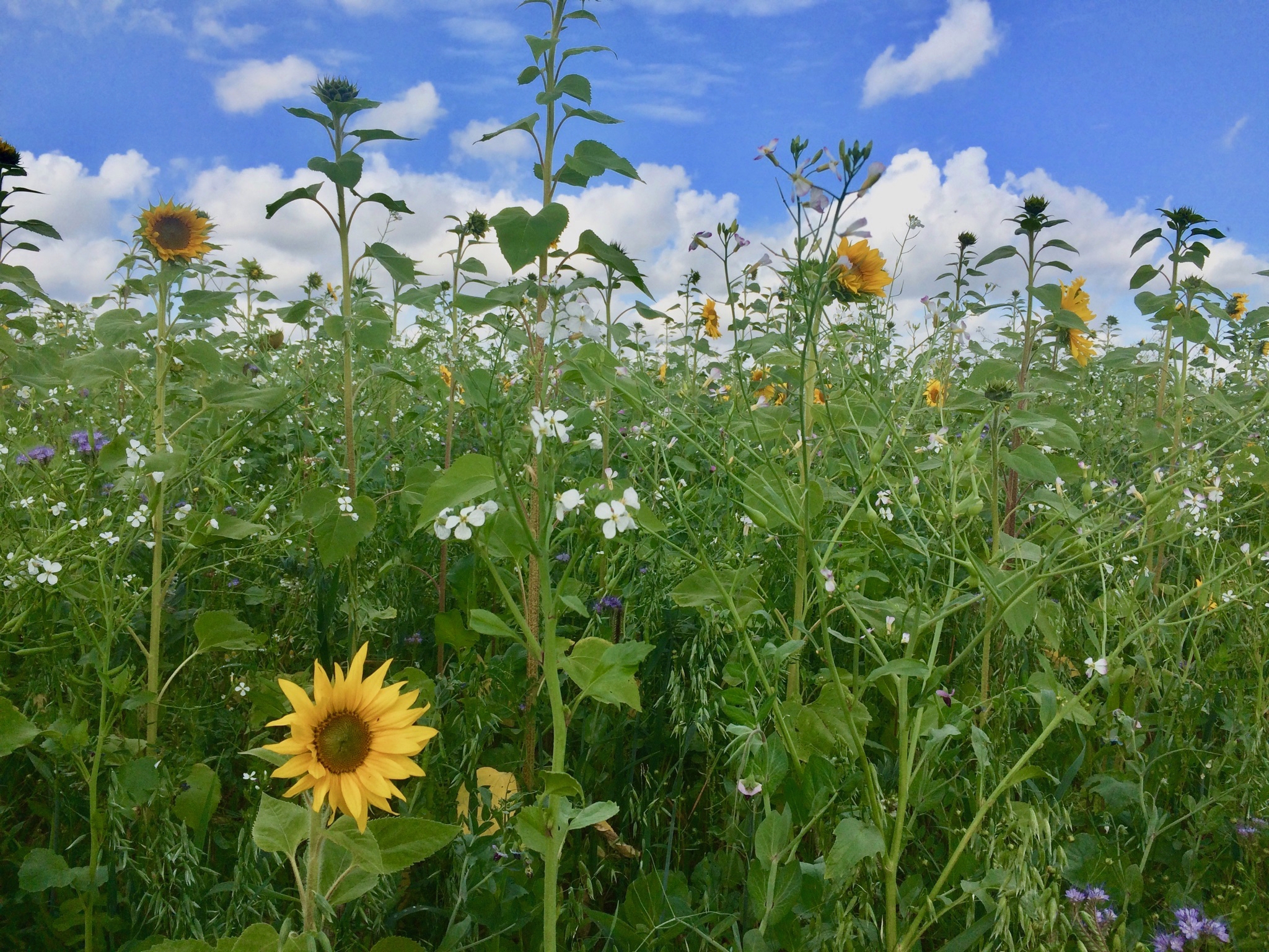 Strategy design and support for a healthy transition to regenerative agriculture in Poland