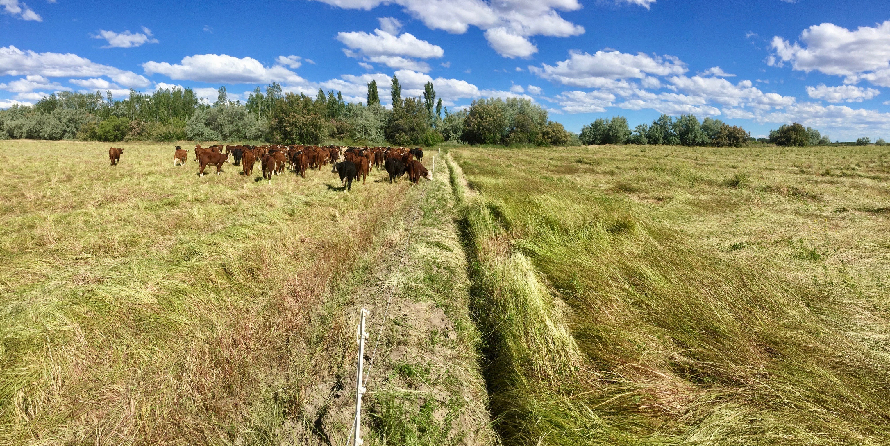 Diversificación en la producción de frutas en Argentina