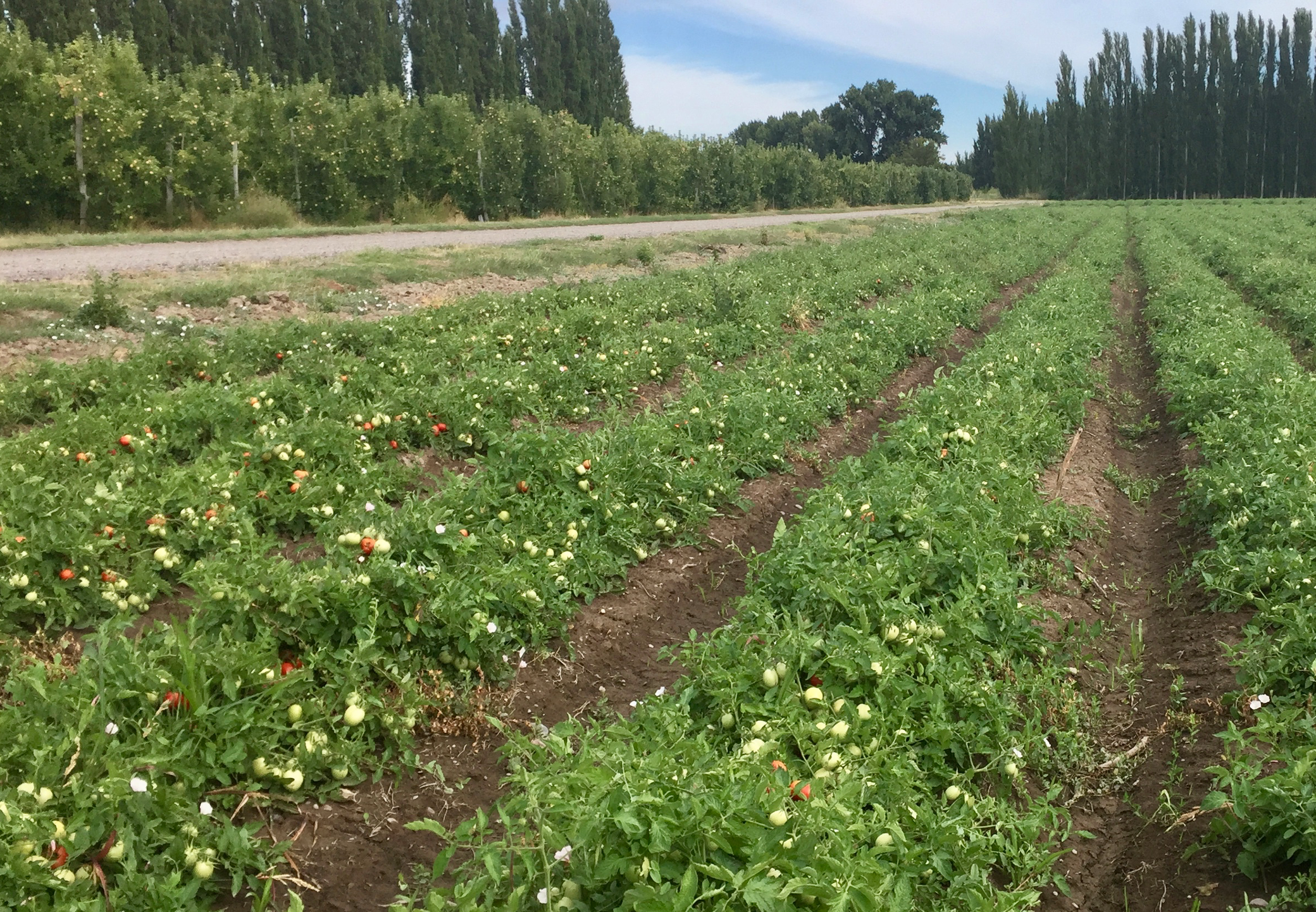 Diversificación en la producción de frutas en Argentina