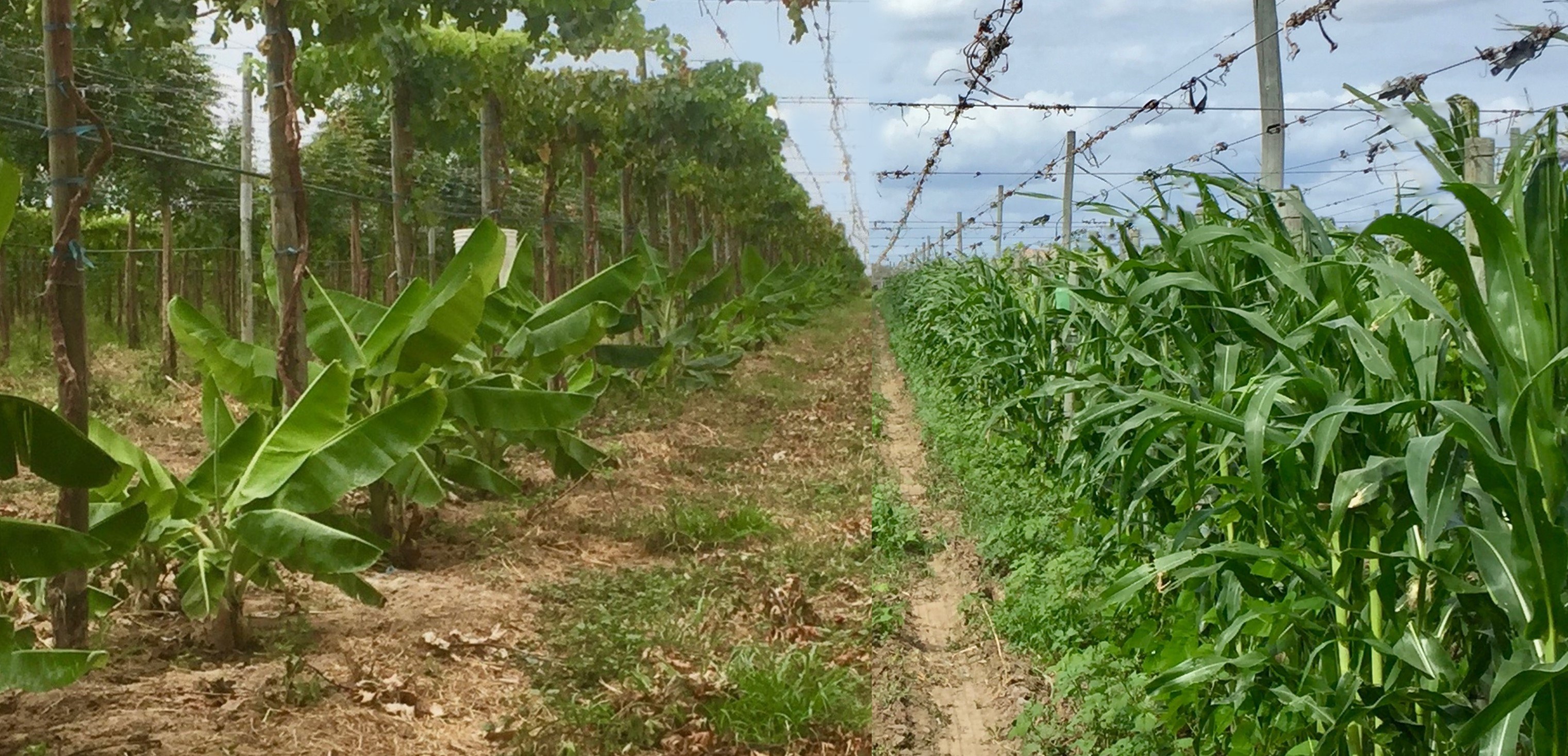 Reestructuración de un proyecto agrícola de uvas de mesa