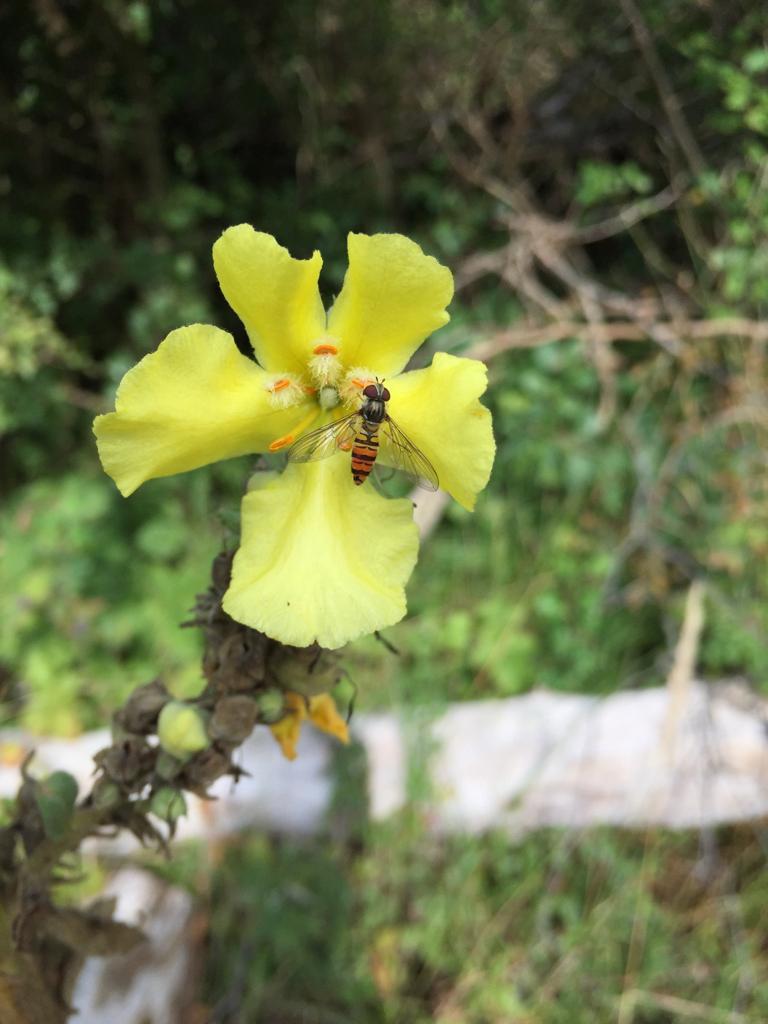 Manejo integrado de cultivos de cobertura en invernadero orgánico