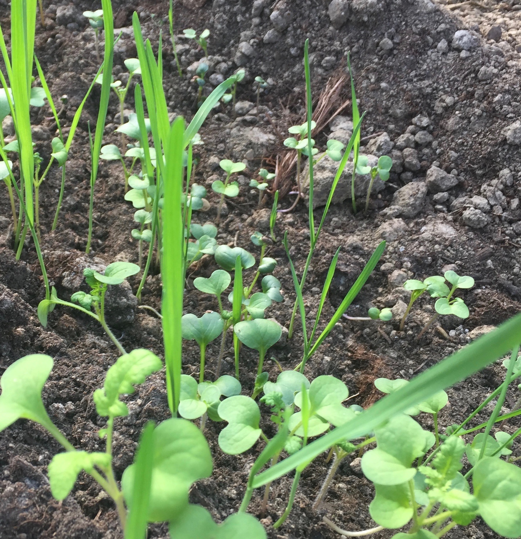 Manejo integrado de cultivos de cobertura en invernadero orgánico