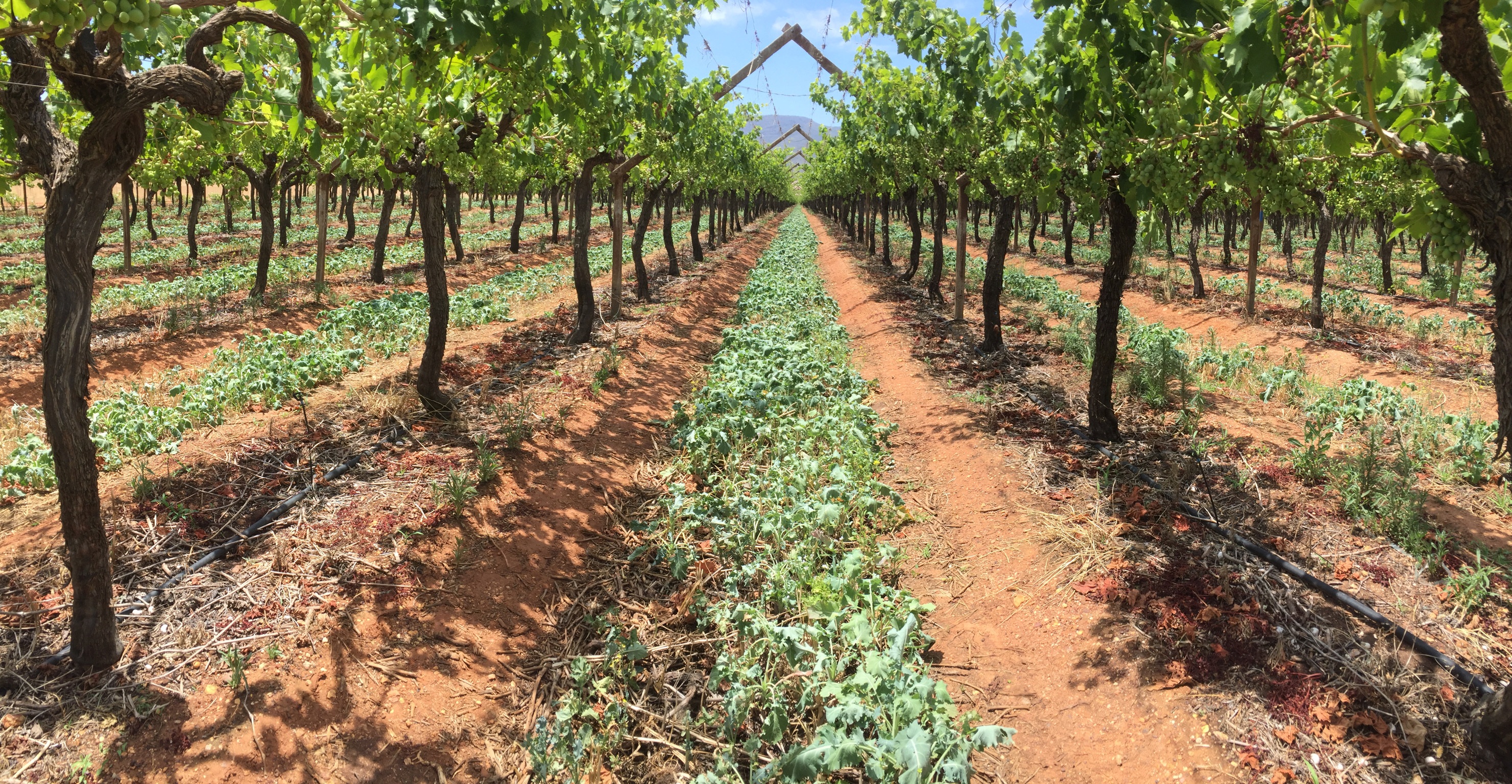 Estrategias de conservación del agua durante la sequía en Western Cape