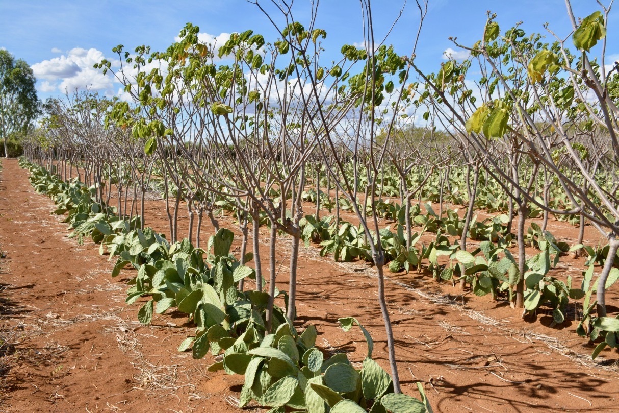 Regeneración a gran escala de suelos degradados