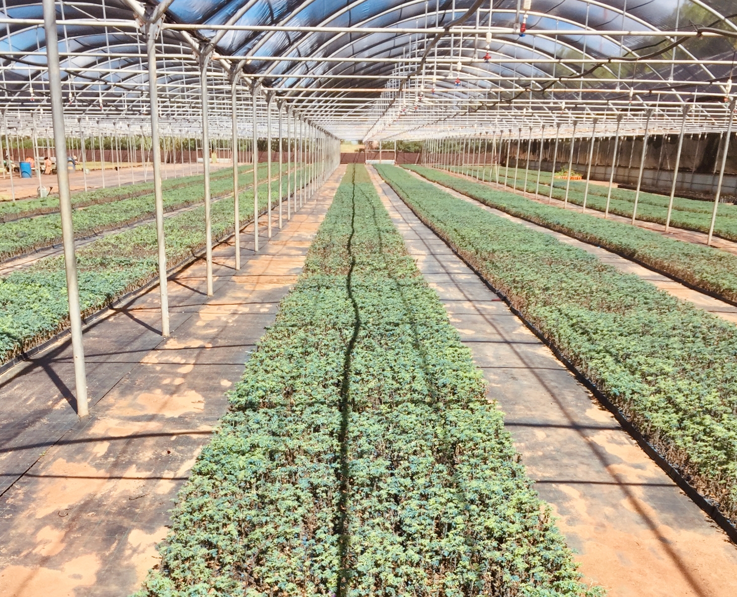 Due Diligence and technical expertise of a farming operation in Madagascar