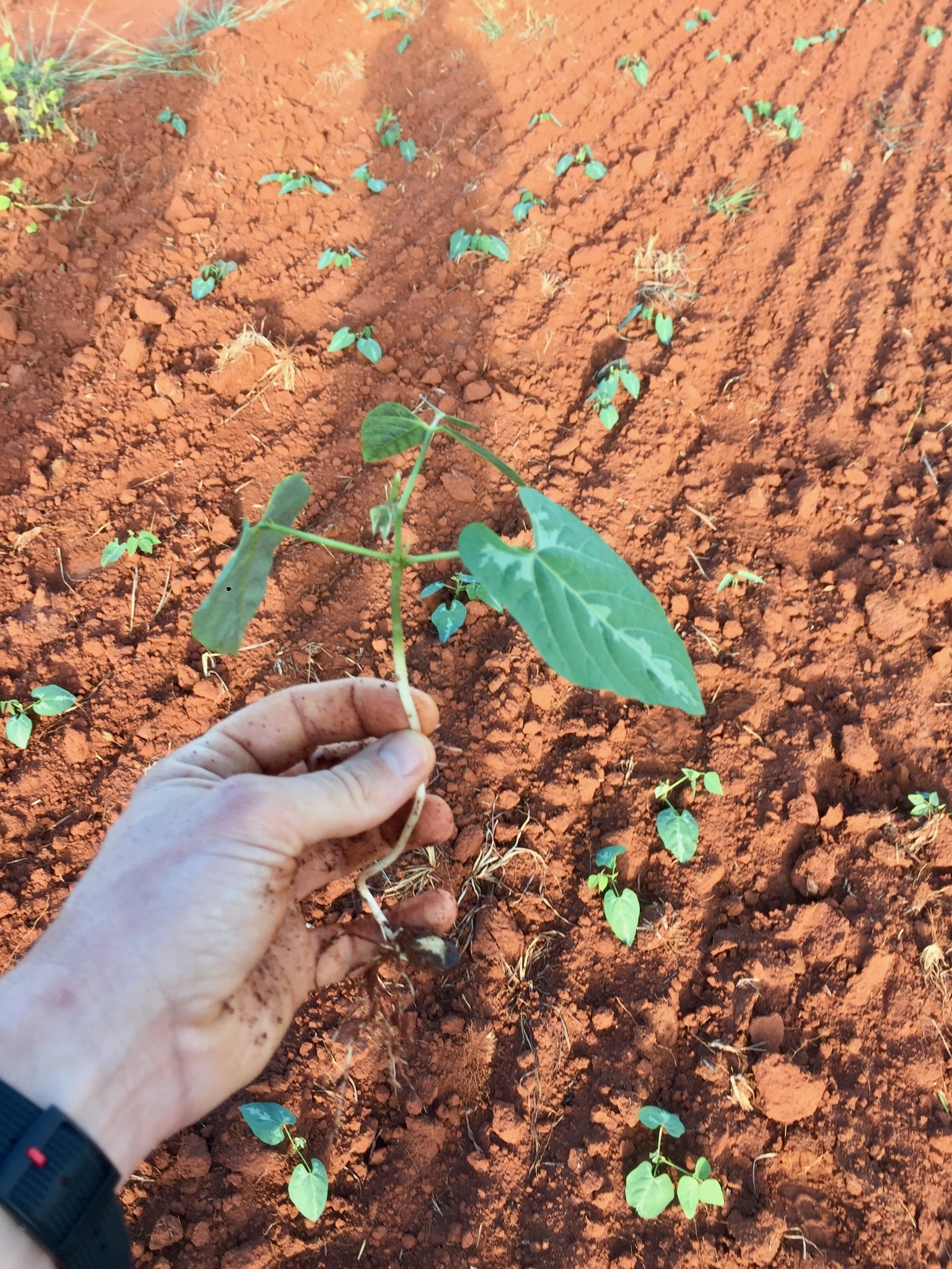 Due Diligence and technical expertise of a farming operation in Madagascar