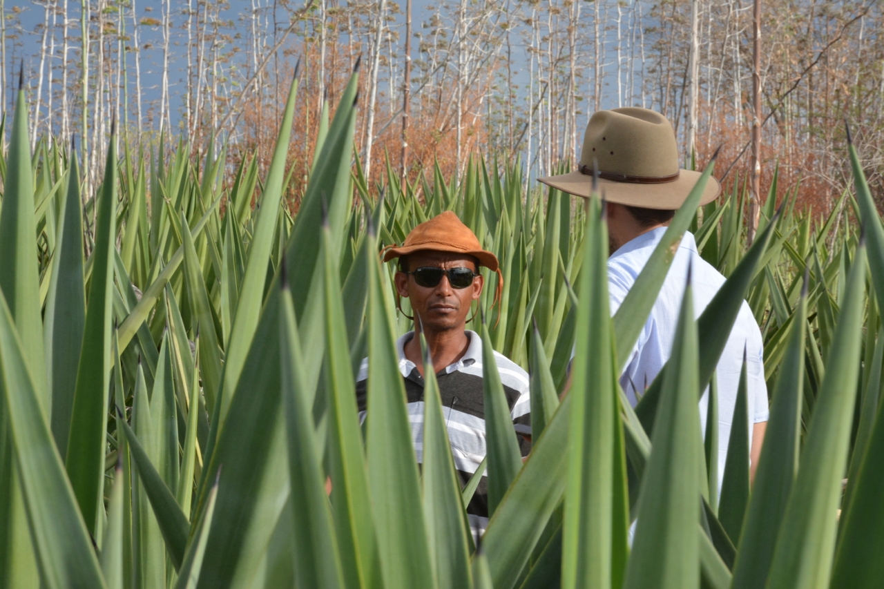 Regeneración a gran escala de suelos degradados