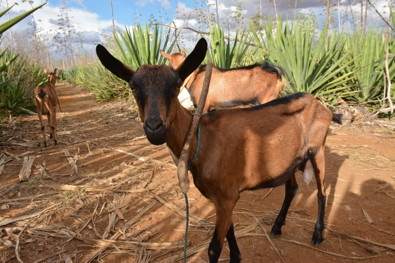 Regeneración a gran escala de suelos degradados