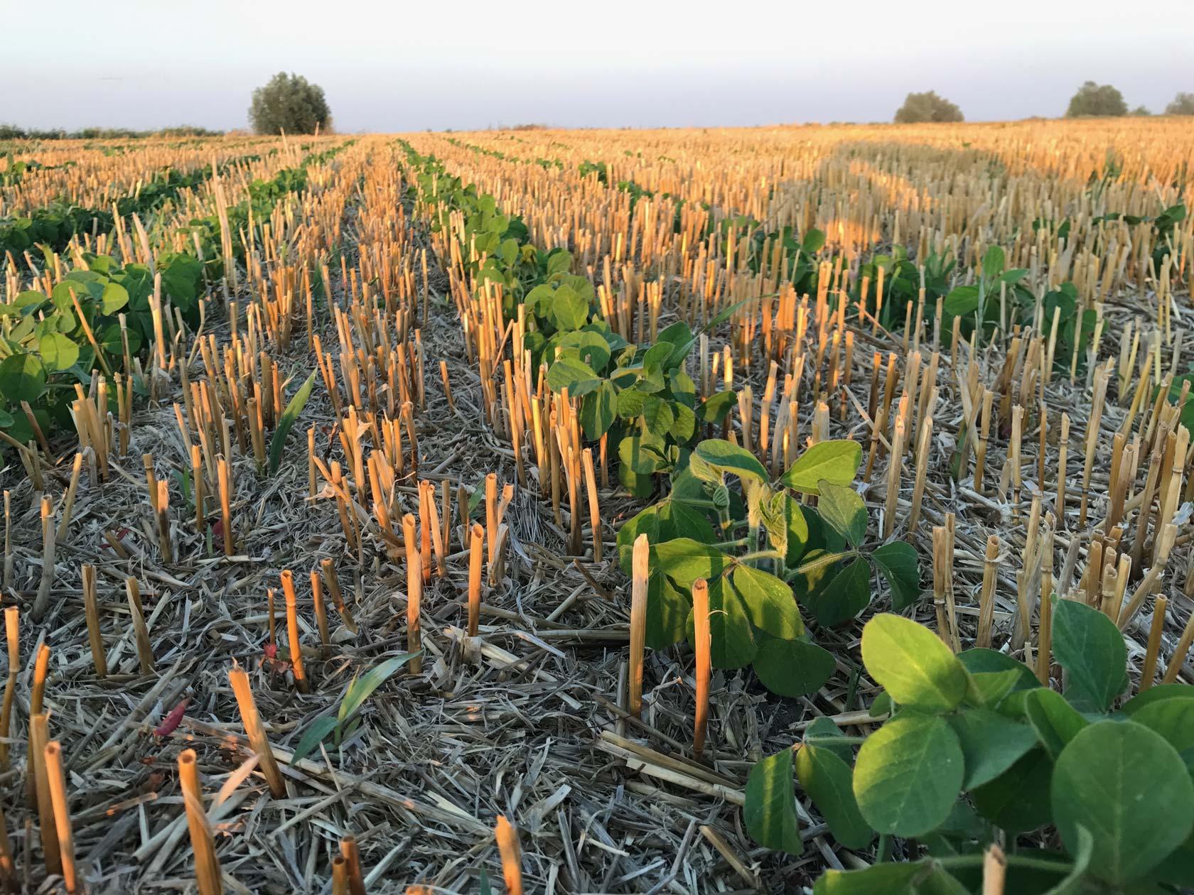 Agronomical optimisation and soil conservation practices