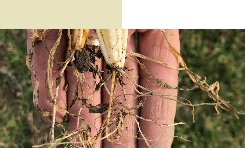 Pic roots closeup left